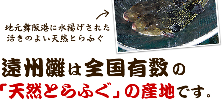 遠州灘は全国有数の「天然とらふぐ」の産地です