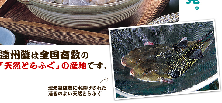 遠州灘は全国有数の「天然とらふぐ」の産地です