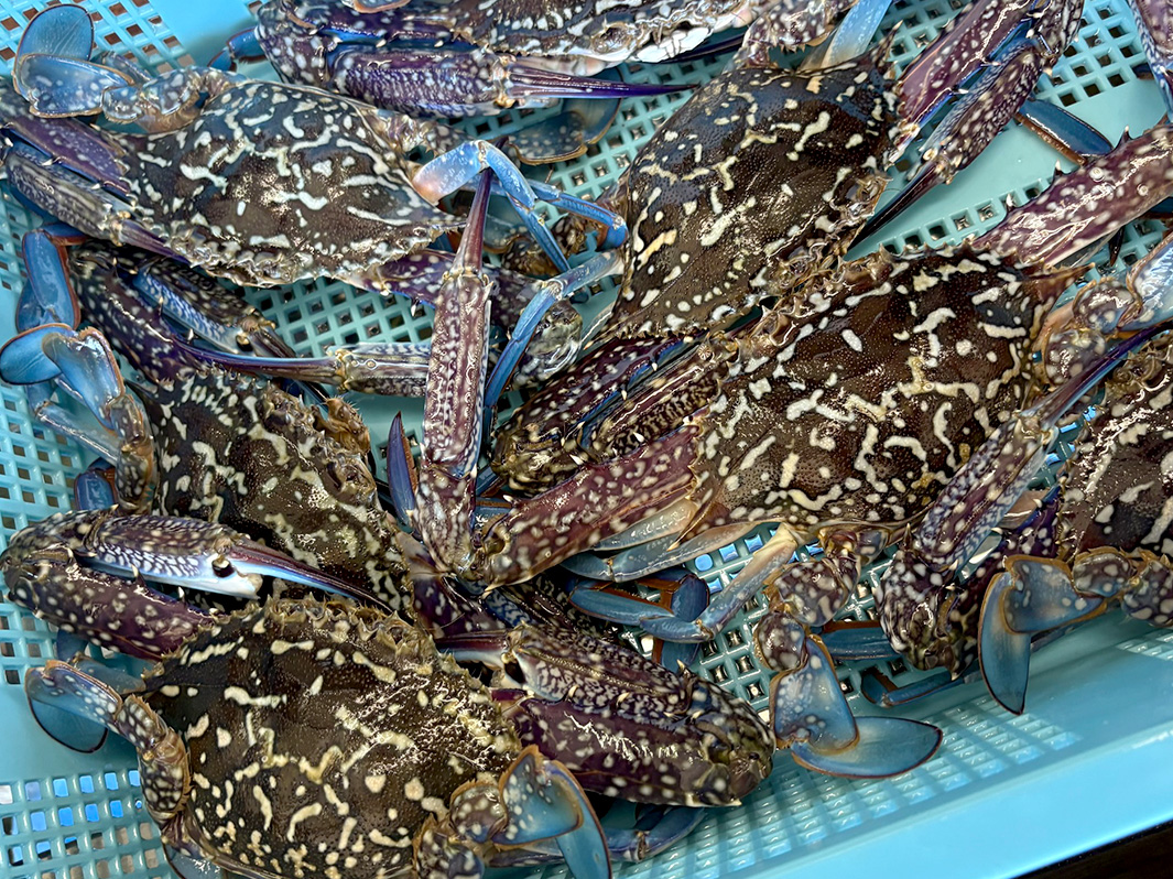 浜名湖産アオガニ オス